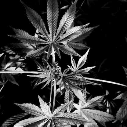 Discovery Set: 8 French CBD RESINS